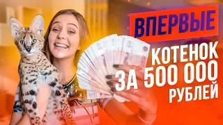 ВПЕРВЫЕ: Купила котенка за ПОЛМИЛЛИОНА! САМЫЙ ДОРОГОЙ В МИРЕ КОТ!