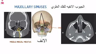 الجيوب الأنفية|| paranasal sinuses