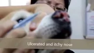 A golden retriever has nasal tumour