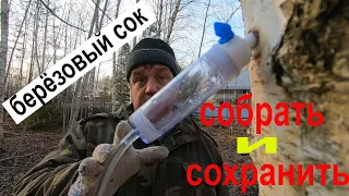 Как правильно собрать и сохранить берёзовый сок