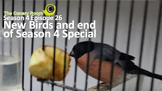 The Canary Room Season 4 Episode 26 - New Arrivals!