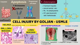 USMLE Cell injury - by Goljan the best