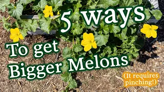 Become A Massive Melon Machine With These 5 Tips for Planting, Growing & Harvesting
