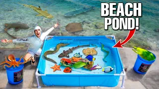 SALTWATER BEACH POND With SEA CREATURES Found In Beach Rocks!