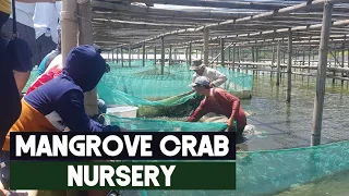 Mud  (Mangrove) Crab Nursery for Pond Culture | Nursery for the aquaculture of Scylla Serrata