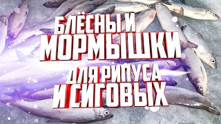 Блёсны и мормышки для рипуса сига и корюшки