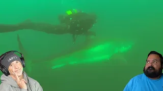 Divers React to guy who claims Great White Shark protected him