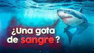 ¿Pueden los tiburones oler una gota de sangre? 🦈