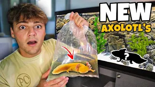 BUYING 2 *NEW* MONSTER PET AXOLOTL'S!! (new aquarium)
