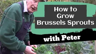 How to Grow Brussels Sprouts | Garden Ideas | Peter Seabrook