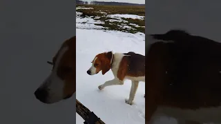 Еду на лошади в лес на прогулку