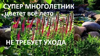 СУПЕР МНОГОЛЕТНИК ЦВЕТЕТ ВСЕ ЛЕТО и  НЕ ТРЕБУЕТ УХОДА.ТАКОГО ВЫ ЕЩЕ НЕ ВИДЕЛИ.  НОВИНКА для САДА