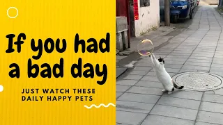 If you had a bad day, just watch these daily happy pets | Day 20