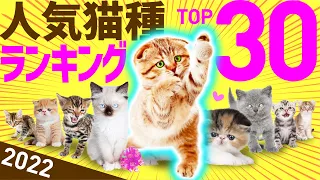 【2022年】❤️人気猫種ランキングTOP30（参照：アイペット損害保険契約数）