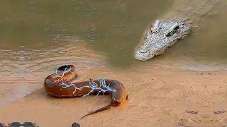 Can A Crocodile Survive 860 Volt Electric Eel Shock - Crocodile Hunting Electric Eel And The End