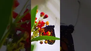 Beautiful Butterflies - Relaxing Music for Sleep, Healing, Concentration, Work, Study  #meditation