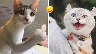 Funny Cat Videos To Watch When You Can't Sleep!