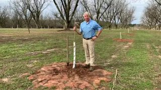 TREE Talk- Planting Pecan Trees— Episode 2.4