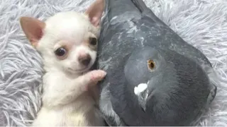 Unlikely Friends: Pigeon & Chihuahua Form Amazing Bond
