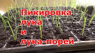 Пикировка рассады лука выращенных из семян. Выращивание репчатого лука за один сезон из чернушки.