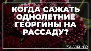 Когда сажать однолетние георгины на рассаду? | toNature.Info