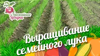 Выращивание семейного лука. Урожайные грядки