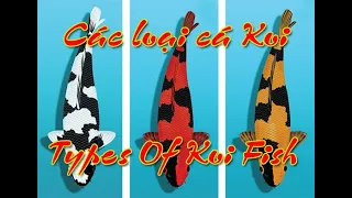 Các dòng cá Koi trong hồ - Types of Koi Fish