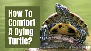 How To Comfort A Dying Turtle? | PetTube