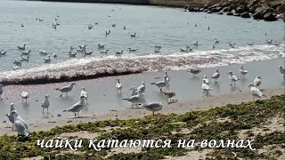 чайки катаются на волнах