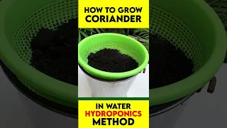 Grow coriander in water #shorts  #hydroponics #cilantro