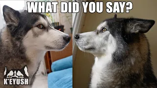 Husky Shocked I Said His Best Friends Name! He Didn't Believe me!