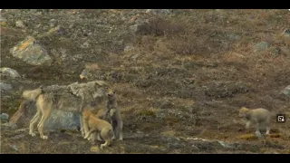 wolves hunting caribou