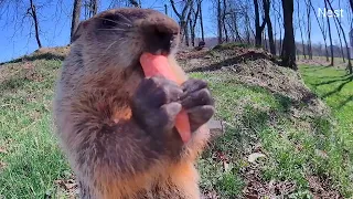 Gerdy the Glorious #groundhog #cuteanimals #crunch