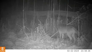 Trail cam: Coyote encounters raccoons