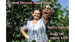 6 часть фильма "Гибридные формы и сорта винограда на участке Пузенко Натальи Лариасовны"