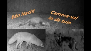 Wildcamera: vos en steenmarter in de tuin