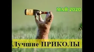 ЛУЧШИЕ ПРИКОЛЫ 2020 МАЙ. Ржака до слез. ЗАСМЕЯЛСЯ - ПОДПИСАЛСЯ! Угар. Смешные видео.