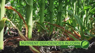 Corn Nutrient Deficiencies #1055 (Air Date 6-24-18)