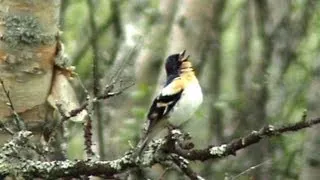 Brambling Singing - Birds of Norway