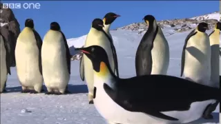 Emperor Penguins first encounter with PenguinCam - Penguins: Spy in the Huddle - BBC One