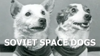 Belka and Strelka – the Soviet space dogs