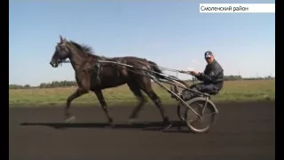 Многократный победитель Большого Сибирского круга рассказал, как воспитать самого резвого рысака