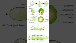 Developmental biologist | Wikipedia audio article