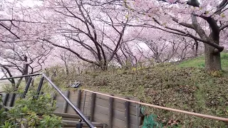 Beautiful cherry blossoms @ Nishi-Hirahata Park