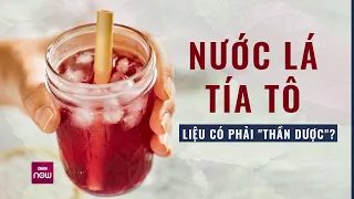 Nước lá tía tô liệu có phải "thần dược", cần lưu ý gì khi uống thay nước hàng ngày? | VTC Now