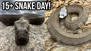 First Snakes of 2024! 15+ Snake Day, Massive Tiger Salamanders, and More!