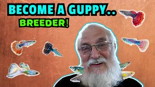 How to Breed Beautiful Guppies