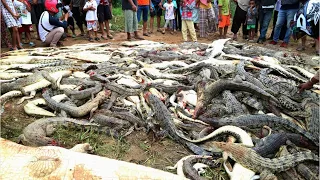 Mob In Indonesia Slaughters 300 Crocodiles