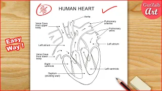 Human Heart Diagram Drawing Labelled / easy way - Step by step