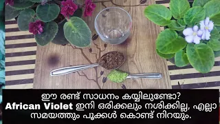 African violet ൽ ഉണ്ടാവുന്ന എല്ലാ പ്രശ്നങ്ങളും പരിഹരിക്കാം | African violet plant care tips.